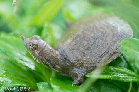 鱉 飼養|[閒聊] 寵物鱉的小心得